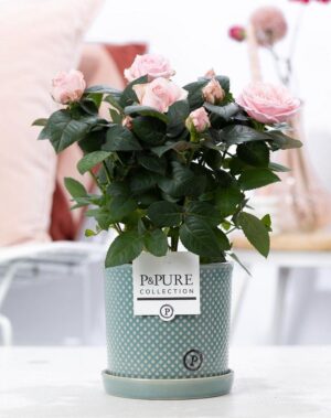 Rosa Light Pink In Pure Lauren Ceramics - Ø12Cm - ↕30Cm