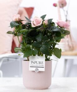 Rosa Light Pink In Pure Sophie Ceramics Pink - Ø12Cm - ↕30Cm