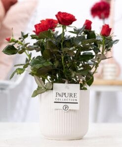 Rosa Red In Pure Sophie Ceramics White - Ø12Cm - ↕30Cm