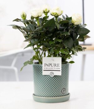 Rosa White In Pure Lauren Ceramics - Ø12Cm - ↕30Cm