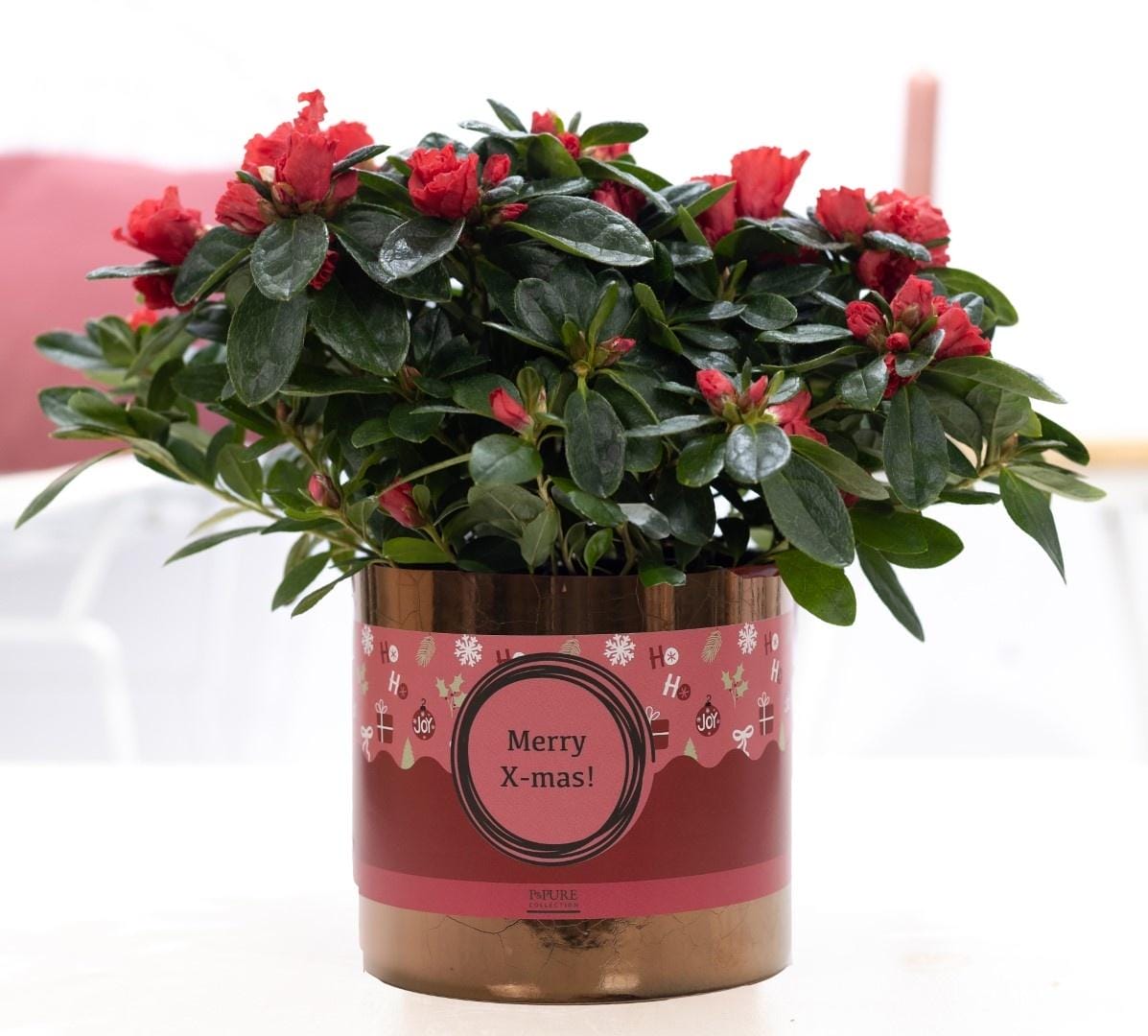 1St Class Azalea Red In Pure Ceramics Goldbronze + Xmas Sleeve - Ø12Cm - ↕25Cm