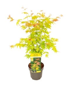Acer Palmatum Orange Dream