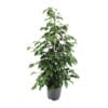 Ficus Benjamina Danielle - Ø21Cm - ↕95Cm