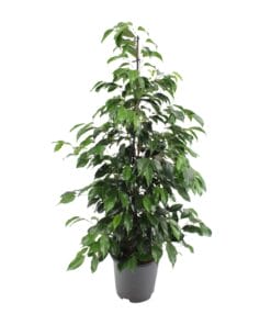 Ficus Benjamina Danielle - Ø21Cm - ↕95Cm