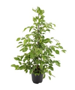Ficus Benjamina Goldenking - Ø21Cm - ↕95Cm