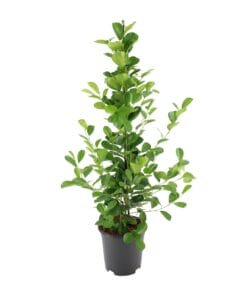 Ficus Microcarpa Moclame - Ø21Cm - ↕95Cm
