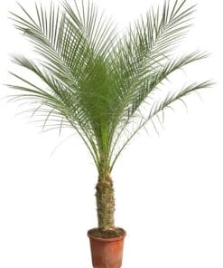 Phoenix Roebelenii Op Stam - 210Cm