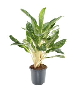 Aglaonema Keylime - Ø21Cm - ↕70Cm