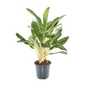 Aglaonema 'Keylime' – onderhoudsvriendelijke schaduwplant – pot 21 cm, ±70 cm