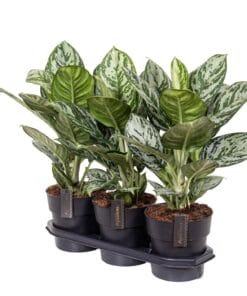 Aglaonema Jungle Silver - Ø19Cm - ↕60Cm