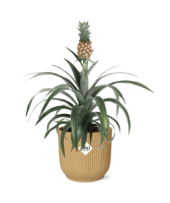 Ananas Mi Amigo In Elho Vibes Fold 14Cm Geel