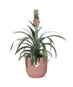 Ananas Mi Amigo In Elho Vibes Fold 14Cm Roze