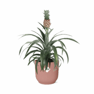 Ananasplant (Ananas comosus) – tropische kamerplant met eetbare vrucht – ±14 cm