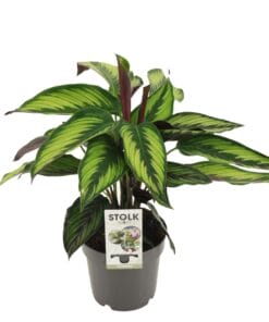 Calathea Majestica Princeps - Ø14Cm - ↕45Cm
