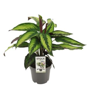 Calathea Majestica Princeps – sierlijke kamerplant met decoratief blad – ±14 cm