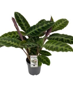 Calathea Warscewiczii - Ø14Cm - ↕50Cm