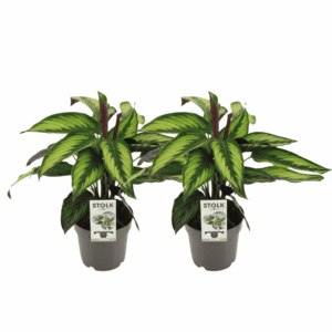 Calathea Majestica Princeps – sierlijke kamerplant met decoratief blad – 2 stuks, ±14 cm
