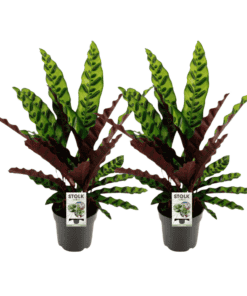 Calathea Lancifolia Insignis - 2 Stuks - Ø14Cm - ↕45Cm