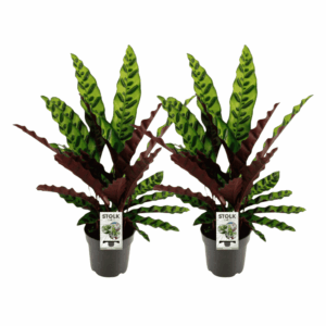 Calathea Lancifolia – grafisch getekend blad – 2 stuks, ±14 cm