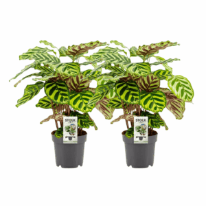 Calathea Makoyana – sierlijk getekend blad – 2 stuks, ±14 cm