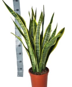 Sansevieria Laurentie - 90Cm
