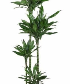 Dracaena Janet Lind Xxl - 180Cm