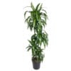 Dracaena Hawaiian Sunshine - 150Cm
