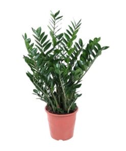 Zamioculcas - 100Cm ⌀21-24Cm