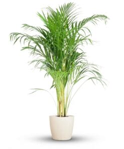 Areca Palm (Dypsis) Met Potter Wit - 100Cm - Ø21