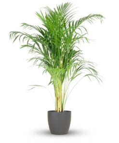 Areca Palm (Dypsis) Mit Potter Grijs - 100Cm - Ø21