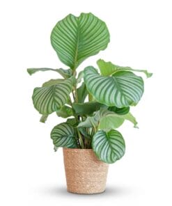 Calathea Orbifolia Met Zeegras Mand Naturel - 65Cm - Ø21