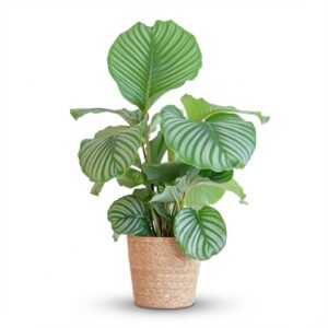 Calathea Orbifolia Met Zeegras Mand Naturel - 65Cm - Ø21