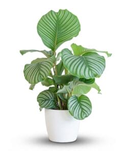 Calathea Orbifolia Met Pot Wit - 65Cm - Ø21