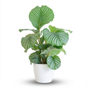 Calathea Orbifolia Met Pot Wit - 65Cm - Ø21