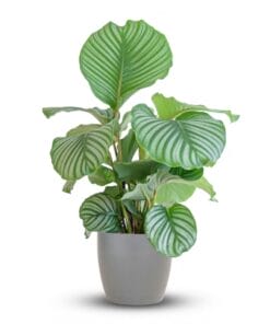 Calathea Orbifolia Met Potter Grijs - 65Cm - Ø21