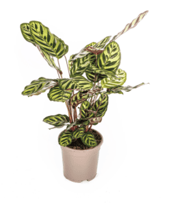 Calathea Makoyana Ø17Cm - ↕40 - 50Cm