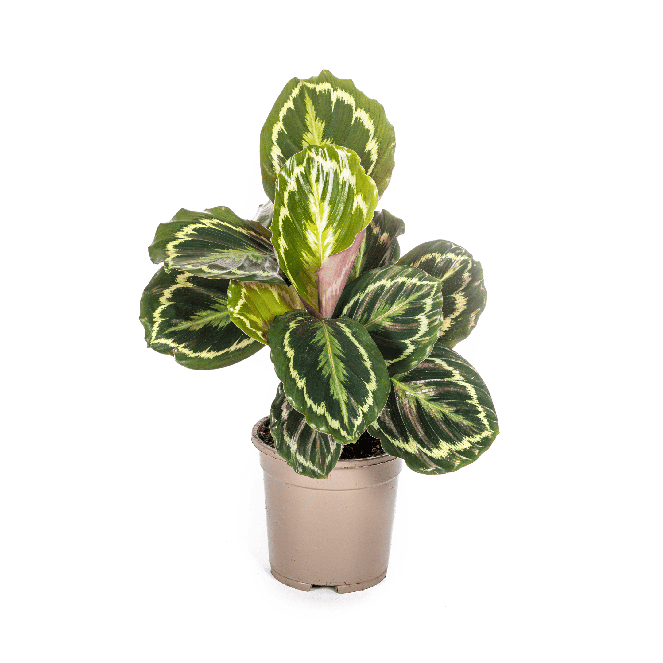 Calathea Medallion Ø17Cm - ↕40 - 50Cm