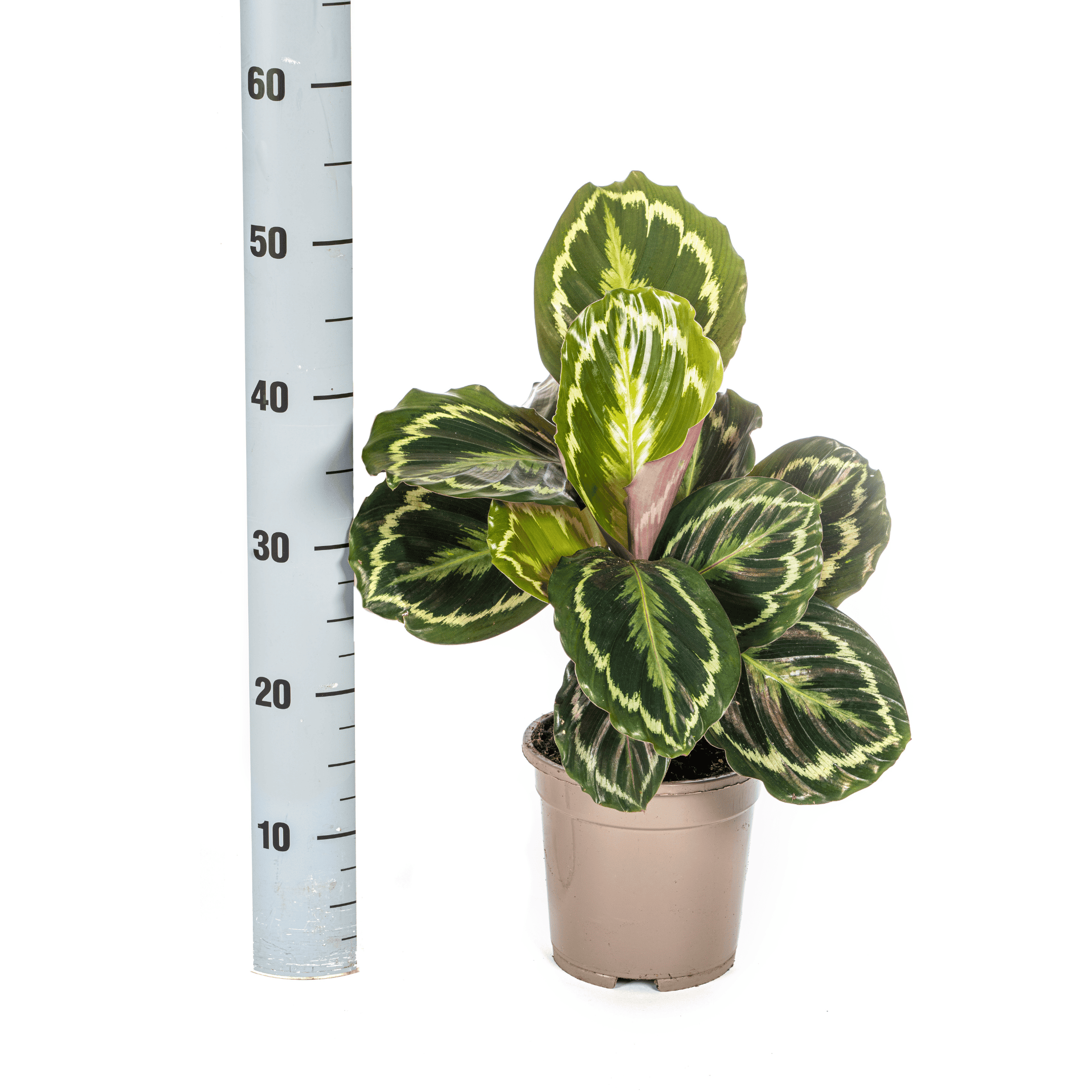 Calathea Medallion Ø17Cm - ↕40 - 50Cm - Afbeelding 3