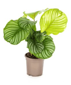 Calathea Orbifolia Ø17Cm - ↕40 - 50Cm