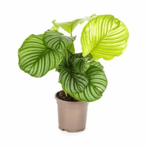 Calathea Orbifolia Ø17Cm - ↕40 - 50Cm