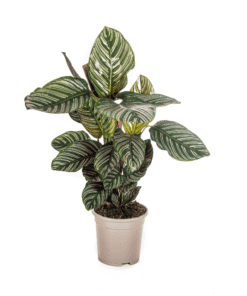 Calathea Ornata Sanderiana Ø17Cm - ↕40 - 50Cm