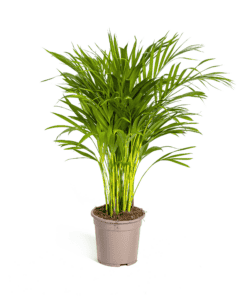 Dypsis Areca Lutescens Ø19Cm - ↕80 - 100Cm