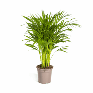 Dypsis Areca Lutescens Ø19Cm - ↕80 - 100Cm