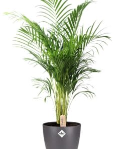 Dypsis Lutescens (Areca) - Ø24Cm - ↕110Cm + Pot Brussels D25X23Cm - Antraciet