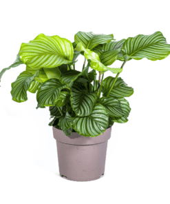 Calathea Orbifolia Ø27Cm - ↕70 - 90Cm