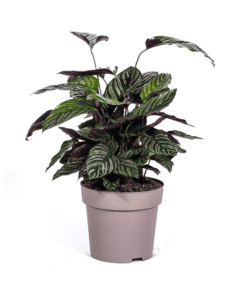 Calathea Ornata Sanderiana Ø27Cm - ↕60 - 80Cm