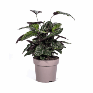 Calathea Ornata Sanderiana Ø27Cm - ↕60 - 80Cm
