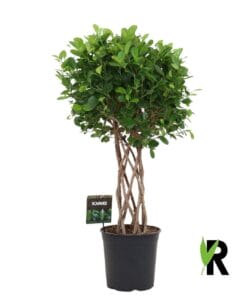Ficus Moclame Gevlochten Cilinder - 120 Cm