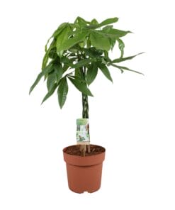 Pachira Aquatica - 70 Cm