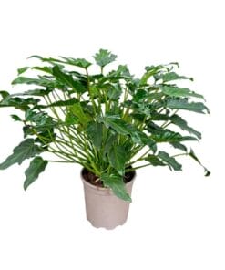 Philodendron Xanadu - 60Cm